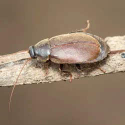 Image of a Diploptera punctata cockroach.