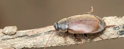Image of a Diploptera punctata cockroach.