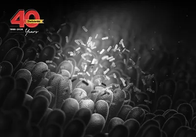 Human gut bacteria shine under a spotlight within the intestines in The Scientist’s 40th Anniversary template.