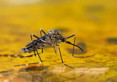 A black mosquito with white stripes sits on the green reflective surface of the water.