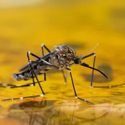 A black mosquito with white stripes sits on the green reflective surface of the water.