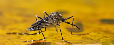 A black mosquito with white stripes sits on the green reflective surface of the water.