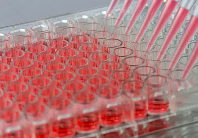 Closeup image of a multi channel pipette dispensing pink liquid into a 96-well plate.