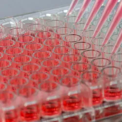 Closeup image of a multi channel pipette dispensing pink liquid into a 96-well plate.