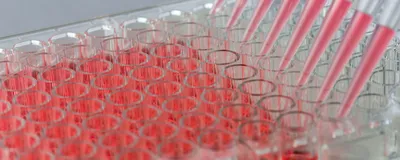 Closeup image of a multi channel pipette dispensing pink liquid into a 96-well plate.