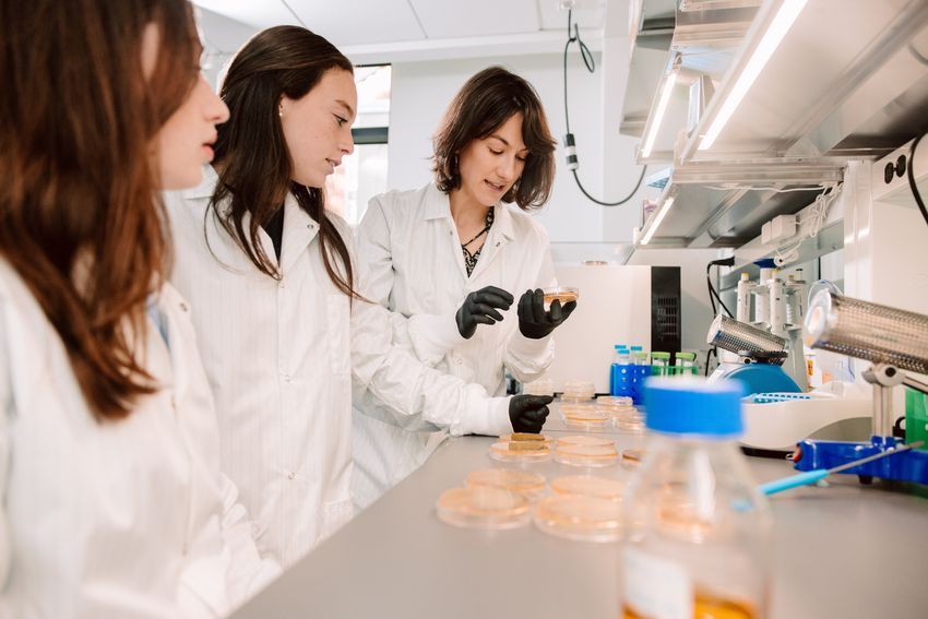 Scientists examine agar plates on a lab bench. Scientists examine agar plates on a lab bench.