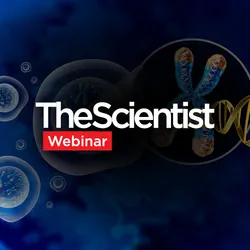Essential Genes Are Dominantly Activated by Single Transcription Factors