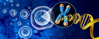 Essential Genes Are Dominantly Activated by Single Transcription Factors