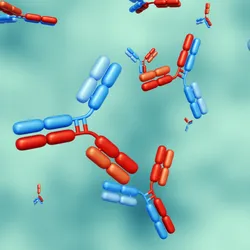 3D illustrated antibodies that have one chain in red and one chain in blue floating against a teal background. 