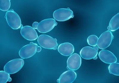 A 3D illustration of blue yeast cells against a darker blue background. 