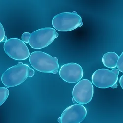 A 3D illustration of blue yeast cells against a darker blue background. 