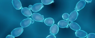 A 3D illustration of blue yeast cells against a darker blue background. 
