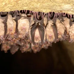 Photo of a group of bats hanging upside down