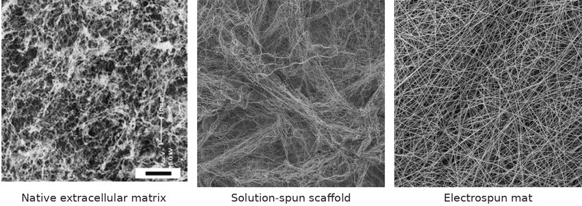 Three panels of scanning electron microscopy images. Three panels of scanning electron microscopy images.