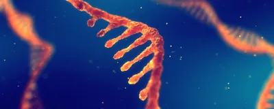 An RNA molecule is shown in orange against a blue background with two other RNA molecules in the background. 