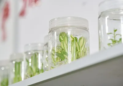 Plant tissue culture jars holding young shoots on a laboratory shelf