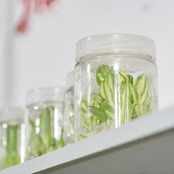 Plant tissue culture jars holding young shoots on a laboratory shelf