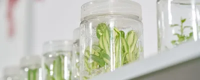 Plant tissue culture jars holding young shoots on a laboratory shelf