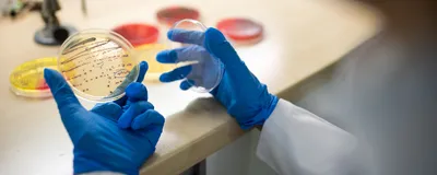 Photograph of a scientist’s hands, covered in blue gloves, holding open a petri dish with bacterial colonies growing on them. 