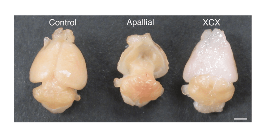 Image showing top-down view of mice brains. Image showing top-down view of mice brains.