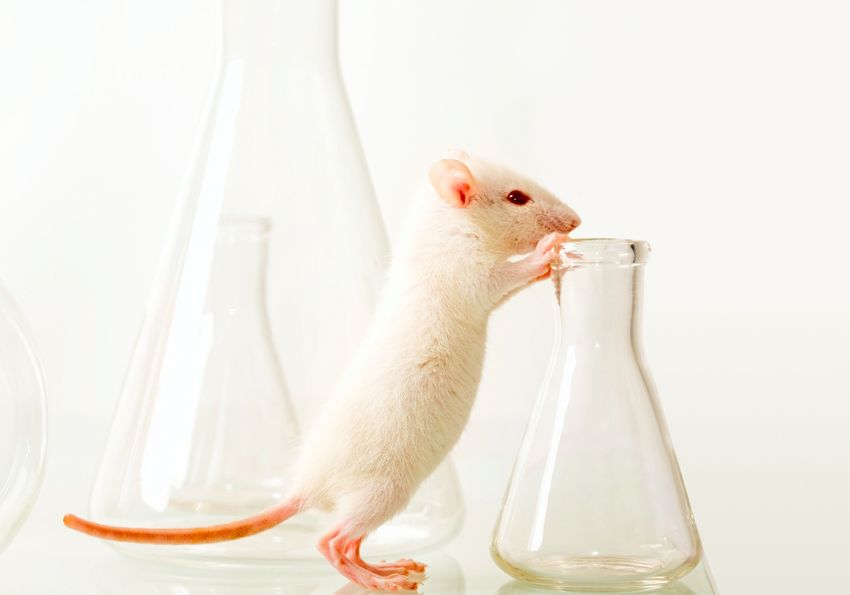 White mouse sniffing a glass laboratory flask.