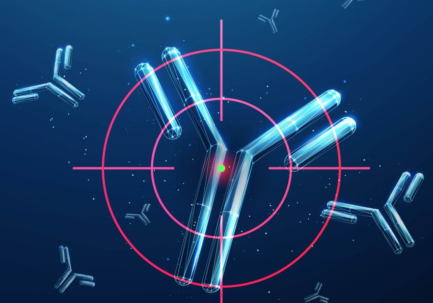 Antibodies with a target over them 