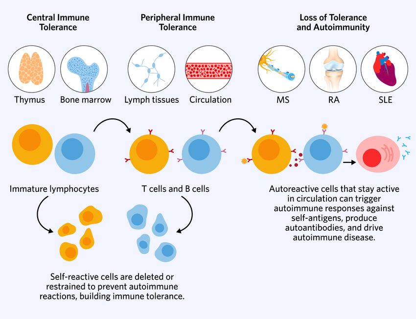 Immature self-reactive cells are deleted or restrained in the thymus and bone marrow. Mature self-reactive cells are suppressed or eliminated in the lymphatic organs and in circulation. Autoreactive cells that stay active in circulation can trigger autoimmune responses against self-antigens, produce autoantibodies, and drive autoimmune diseases such a multiple sclerosis (MS), rheumatoid arthritis (RA), and systemic lupus erythematosus (SLE).