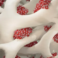3D illustration of spongy white bone, representing the bone marrow scaffold, with red and white blood cells visible in the spaces. 