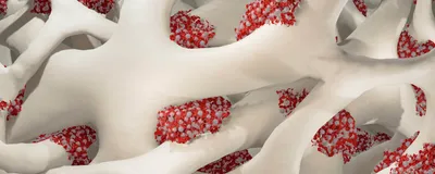 3D illustration of spongy white bone, representing the bone marrow scaffold, with red and white blood cells visible in the spaces. 