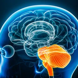 3D illustration of the brain with the hindbrain in orange.