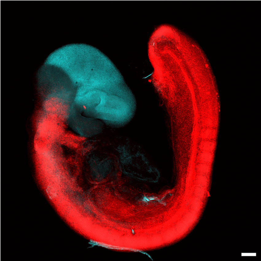 Microscopy of a U-shaped structure depicting the mouse embryo, with cells stained blue appearing on one end and cells stained red appearing everywhere else in the embryo. Microscopy of a U-shaped structure depicting the mouse embryo, with cells stained blue appearing on one end and cells stained red appearing everywhere else in the embryo.