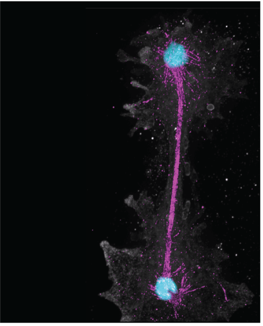 A photograph of an amoeba during cell division against a black background. The two cells’ membranes are grey and vertically stacked on the right of the image. A blue circle in the middle of each cells marks the nucleus, while one cytoskeleton protein is labeled in pink and extends between the two dividing cells. 