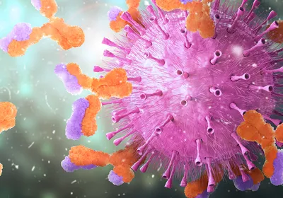 3D illustration of bispecific antibodies engaging a cancer cell, representing in vivo antibody-mediated tumor targeting in preclinical cancer immunology research.