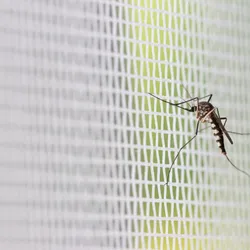 Image of a Aedes aegypti mosquito on a white mesh.
