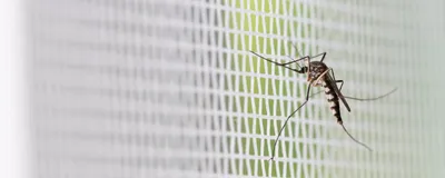 Image of a Aedes aegypti mosquito on a white mesh.