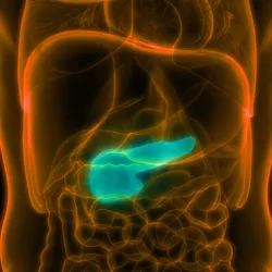 3D illustration of anatomy of human organs in orange and pancreas highlighted in green. 