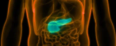 3D illustration of anatomy of human organs in orange and pancreas highlighted in green. 