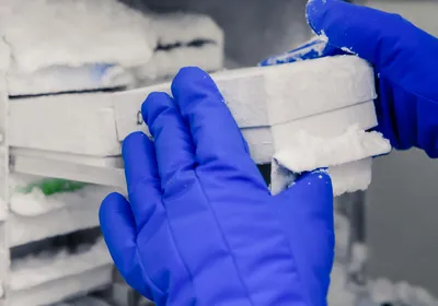 Scientist opening an ultra-cold freezer to place cell culture samples for cryopreservation.