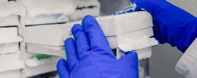 Scientist opening an ultra-cold freezer to place cell culture samples for cryopreservation.
