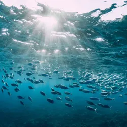 A school of fish swims together near the surface of the ocean.