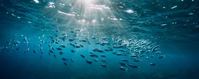A school of fish swims together near the surface of the ocean.