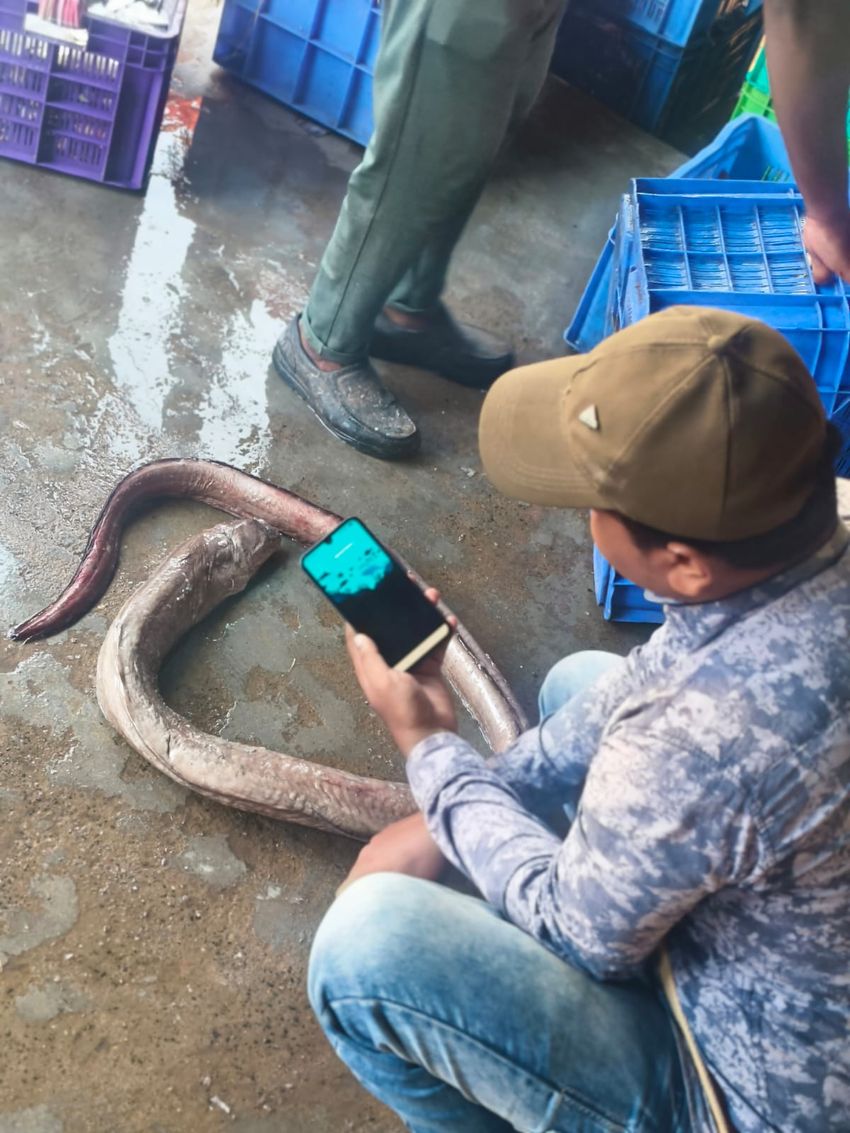 A fisher takes a photo of a fish with his phone open to the MARLIN app.