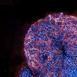 A few blue-colored cells with red-colored structures between them against a black background, signifying cardiac organoids. 