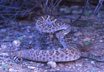 A photograph of a rattlesnake against a jungle-like background.
