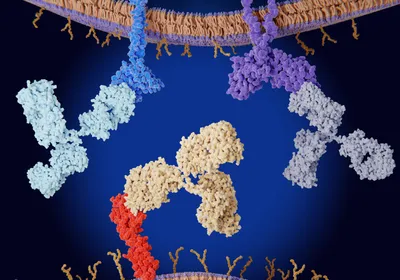 3D illustration with two cell membranes at the top and bottom of the image. One blue and one purple protein stick down from the top, and a red protein sticks up from the bottom membrane. Each protein has a different antibody attached to it, colored light blue (to the blue protein), light purple (to the purple protein) and yellow (to the red protein). 