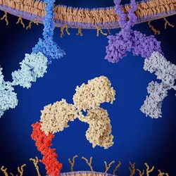 3D illustration with two cell membranes at the top and bottom of the image. One blue and one purple protein stick down from the top, and a red protein sticks up from the bottom membrane. Each protein has a different antibody attached to it, colored light blue (to the blue protein), light purple (to the purple protein) and yellow (to the red protein). 
