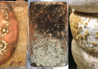 Three different cheeses with mold on them are shown.