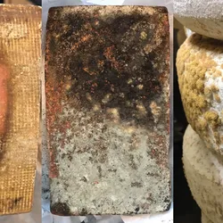 Three different cheeses with mold on them are shown.