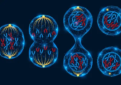 Image of cell division.