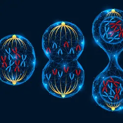 Image of cell division.